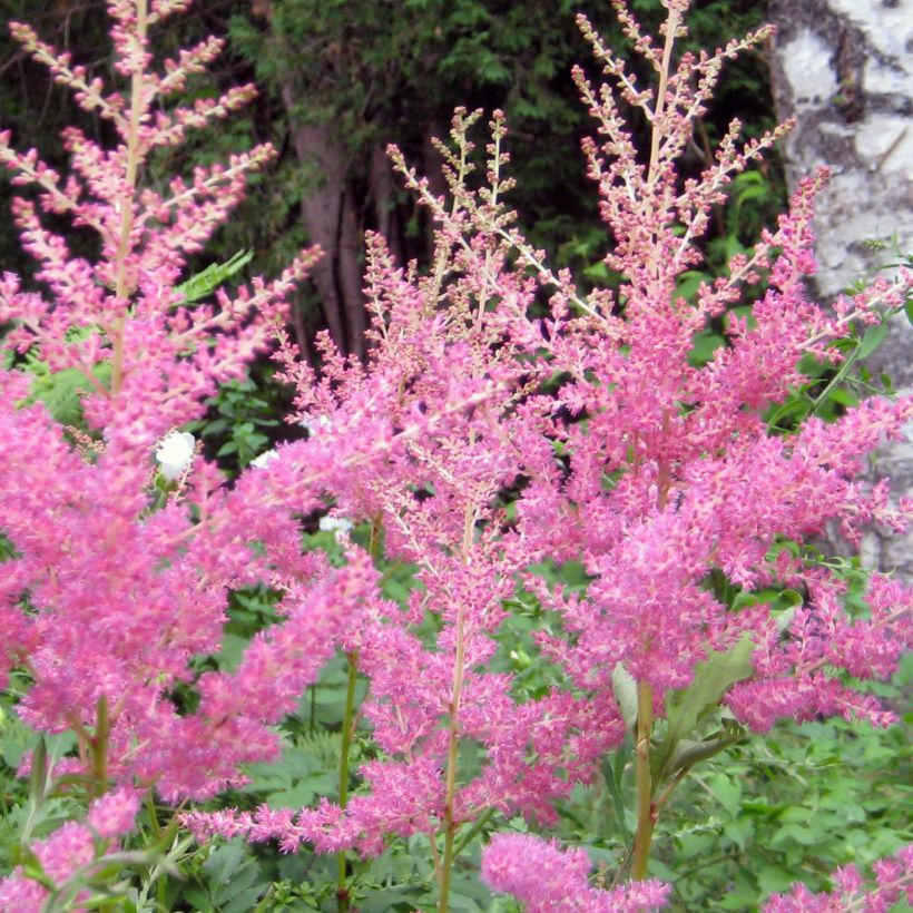 Astilbe arendsii Cattleya - Pluimspirea (Bloei)