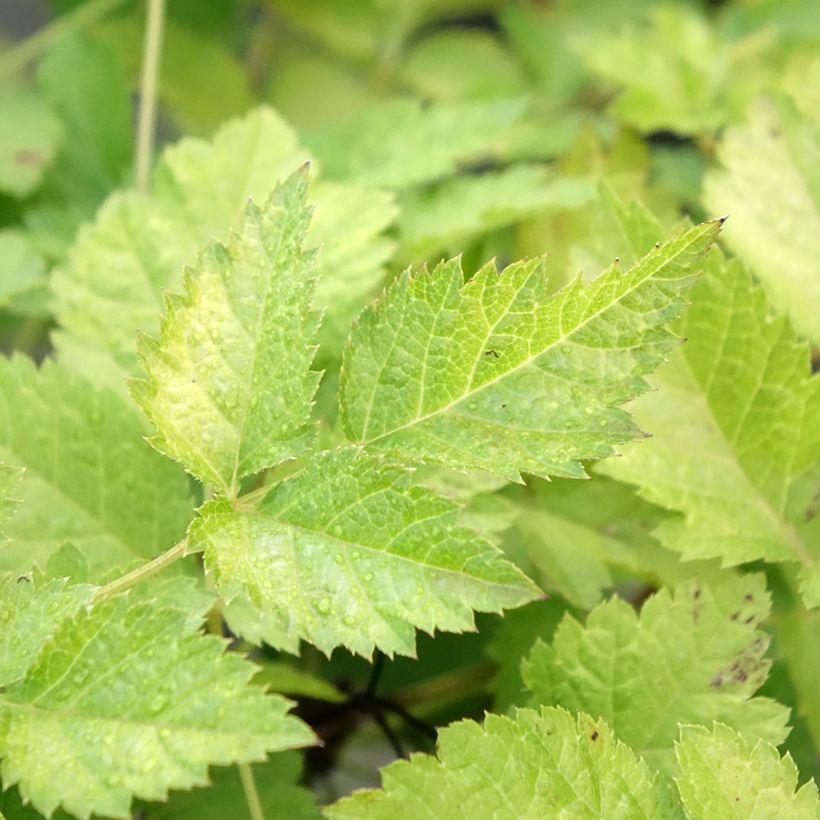 Astilbe arendsii Color Flash Lime - Pluimspirea (Blad)