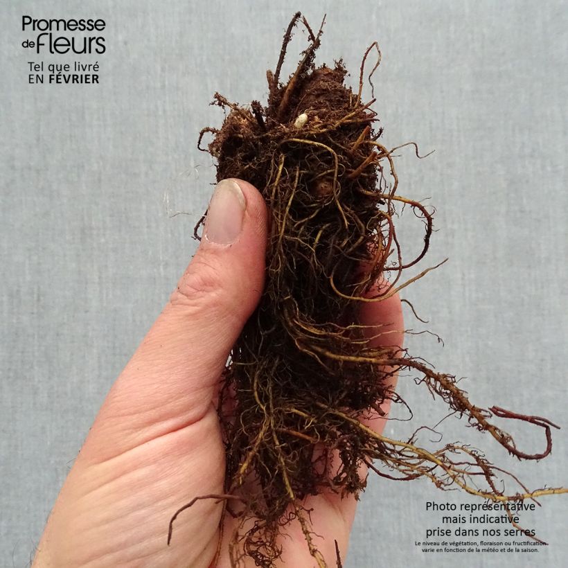 Example of Astilbe arendsii Color Flash Lime - Pluimspirea Naakte wortel as you get in hiver