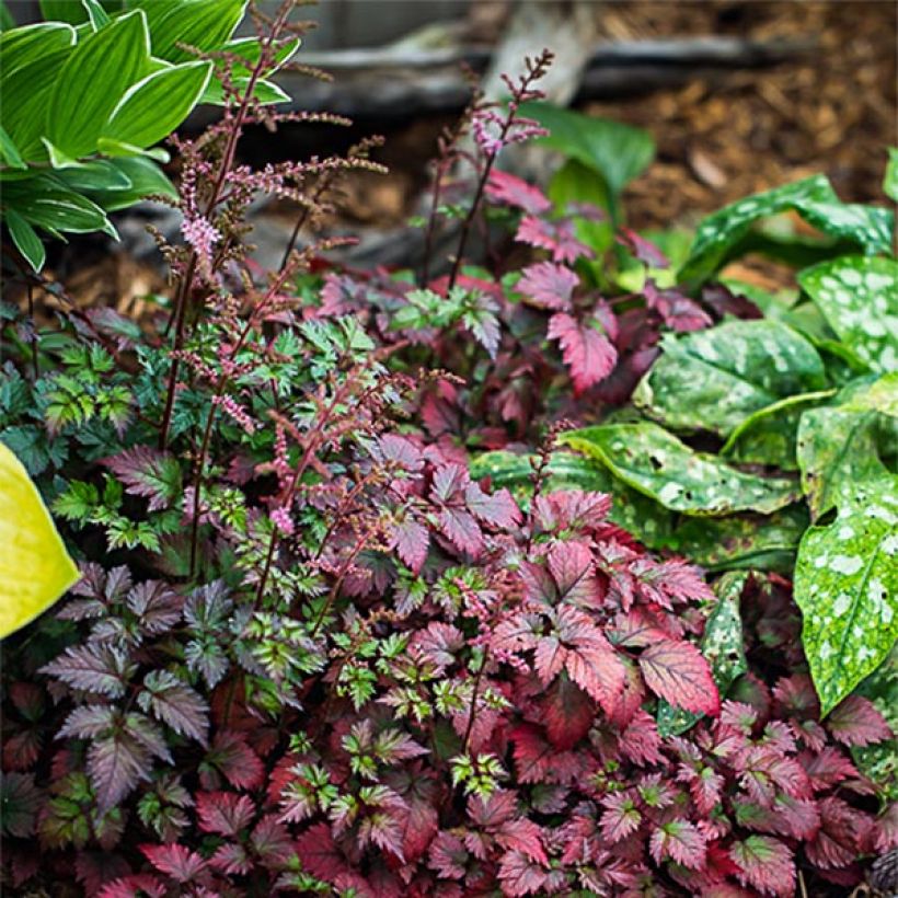 Astilbe arendsii Colour Flash - Pluimspirea (Plant habit)