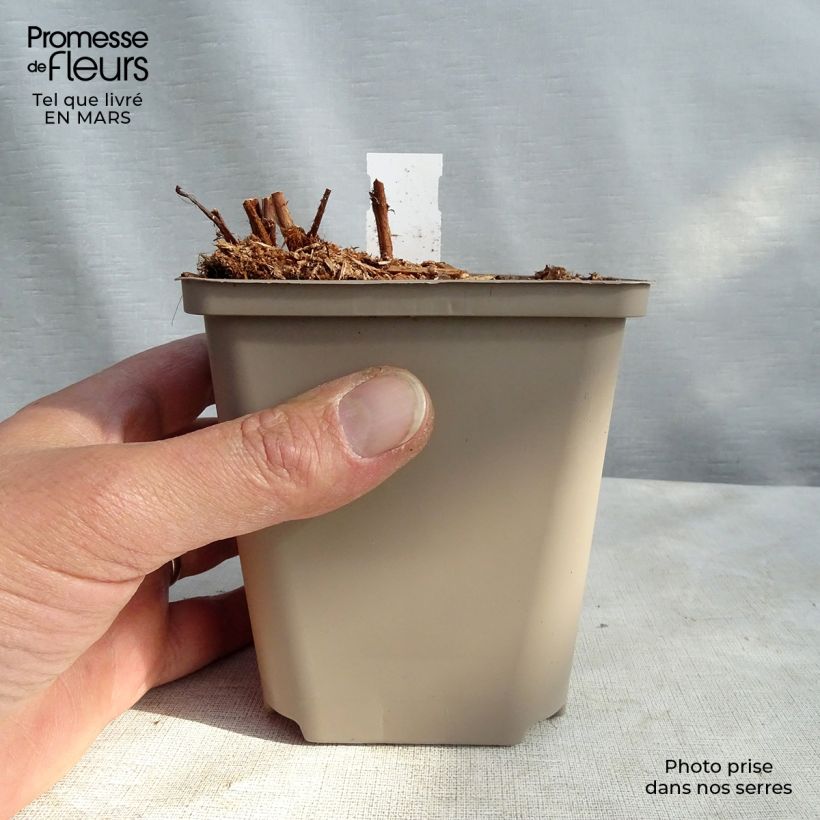 Exemplaar van Astilbe arendsii Colour Flash - Pluimspirea Kweekpotje van 8/9 cm zoals geleverd in de lente