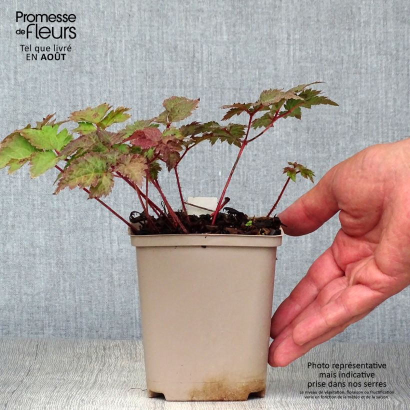Exemplaar van Astilbe arendsii Colour Flash - Pluimspirea Kweekpotje van 8/9 cm zoals geleverd in de zomer
