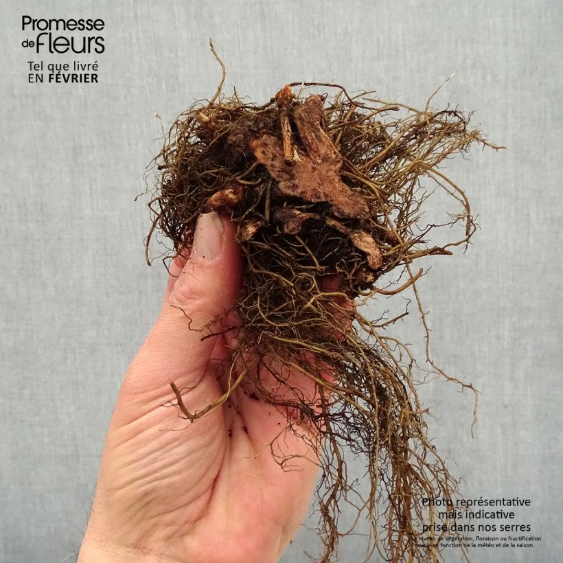 Example of Astilbe arendsii Colour Flash - Astilbe d'Arends panachée Naakte wortel as you get in hiver