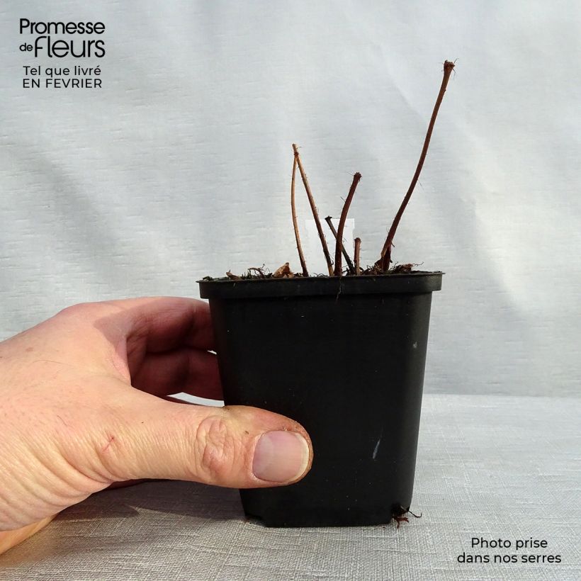 Example of Astilbe arendsii Diamant Kweekpotje van 8/9 cm as you get in hiver