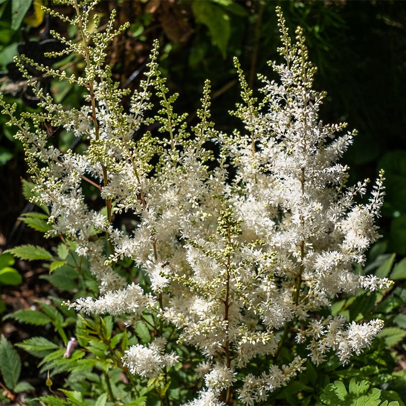 Astilbe arendsii Ellie - Pluimspirea (Bloei)