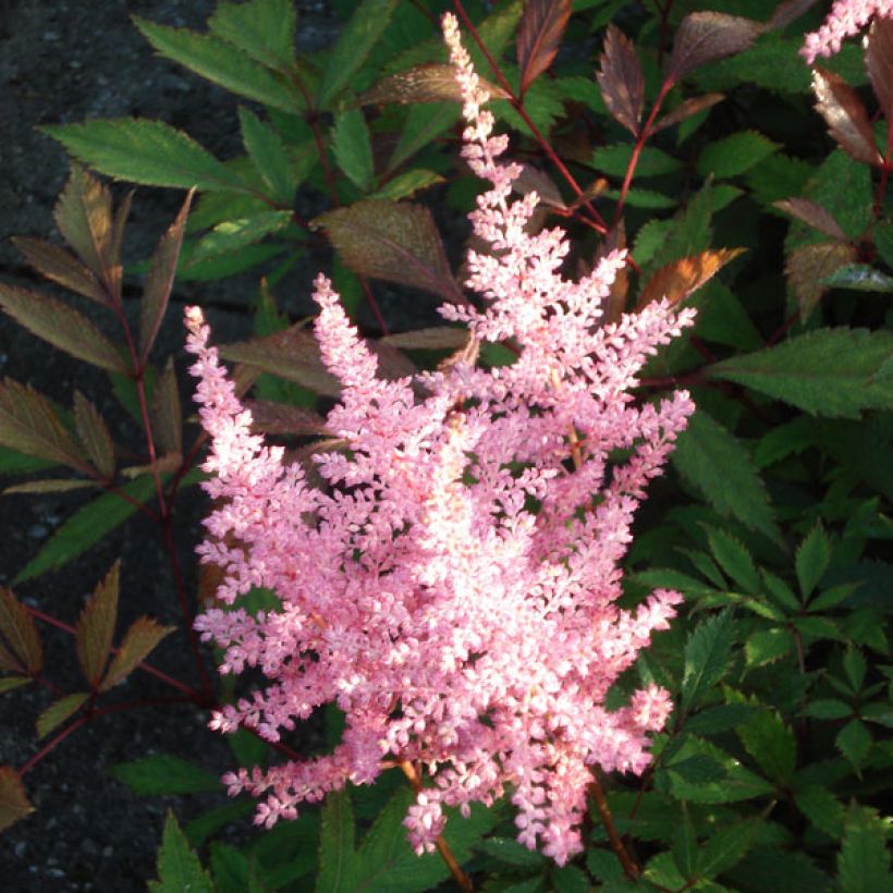 Astilbe arendsii Erika - Pluimspirea (Flowering)
