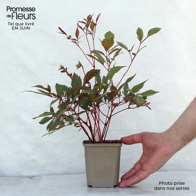 Exemplaar van Astilbe arendsii Erika - Pluimspirea Kweekpotje van 8/9 cm zoals geleverd in de zomer
