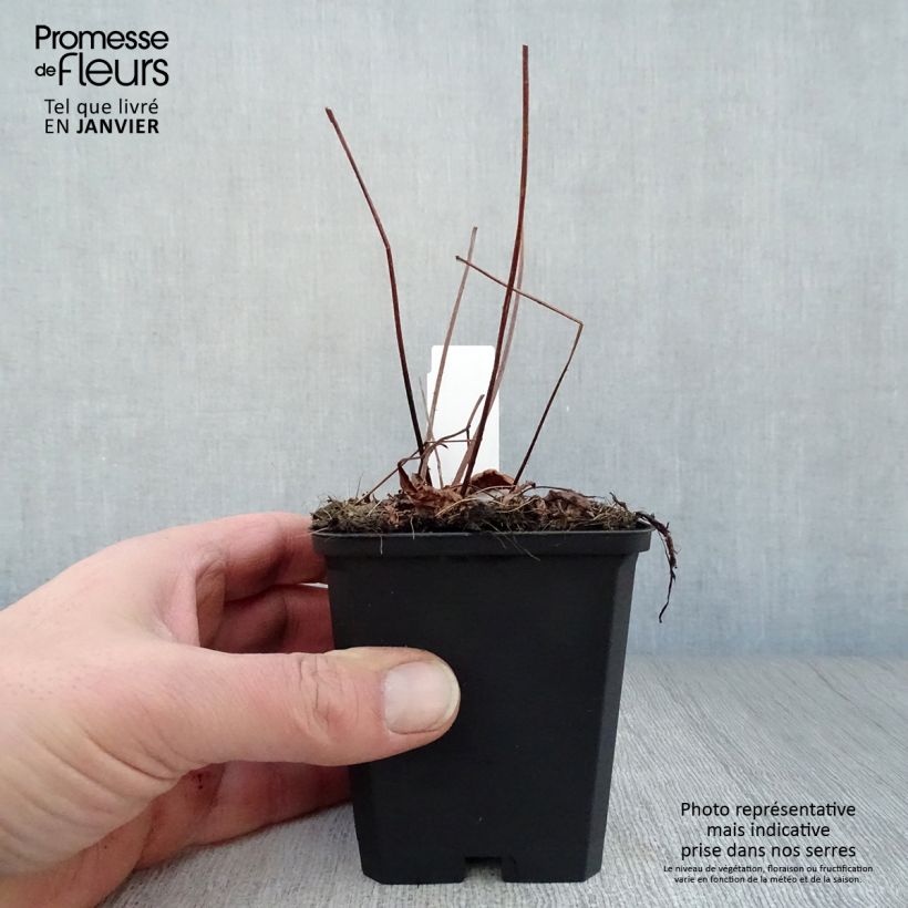 Example of Astilbe arendsii Erika - Pluimspirea Kweekpotje van 8/9 cm as you get in hiver