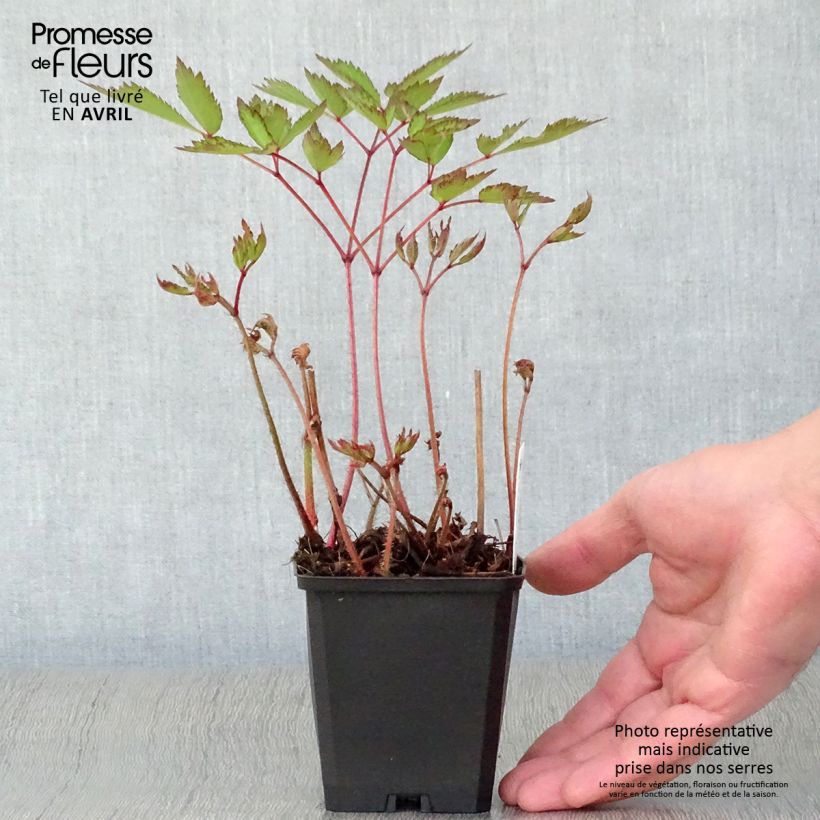 Exemplaar van Astilbe arendsii Erika - Pluimspirea Kweekpotje van 8/9 cm zoals geleverd in de lente