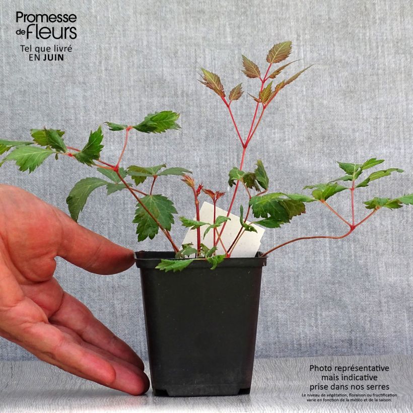 Exemplaar van Astilbe arendsii Fanal - Pluimspirea Kweekpotje van 7/8 cm zoals geleverd in de zomer