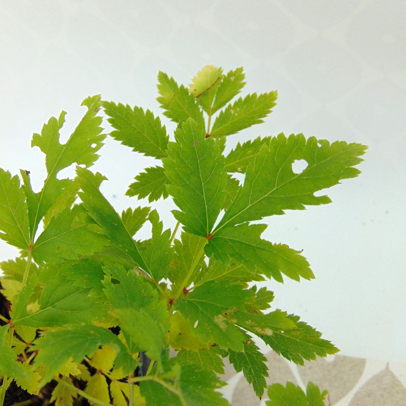 Astilbe arendsii Hyazinth - Pluimspirea (Foliage)