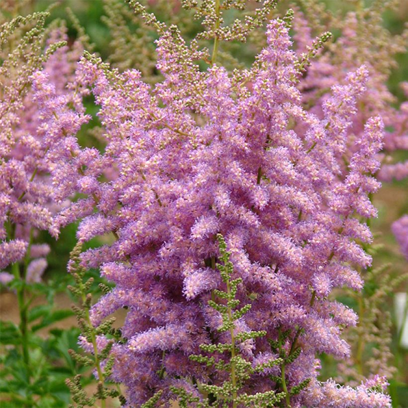 Astilbe arendsii Hyazinth - Pluimspirea (Flowering)
