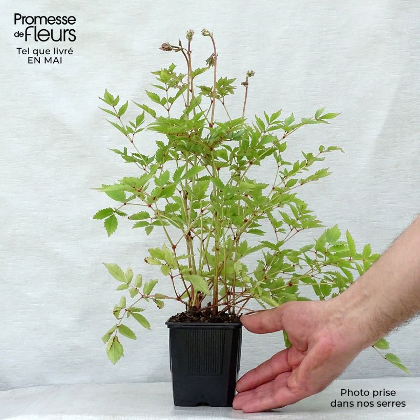 Exemplaar van Astilbe arendsii Hyazinth - Pluimspirea Kweekpotje van 8/9 cm zoals geleverd in de lente