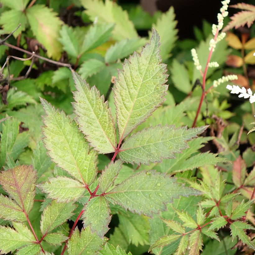 Astilbe arendsii Moccachino - Pluimspirea (Blad)