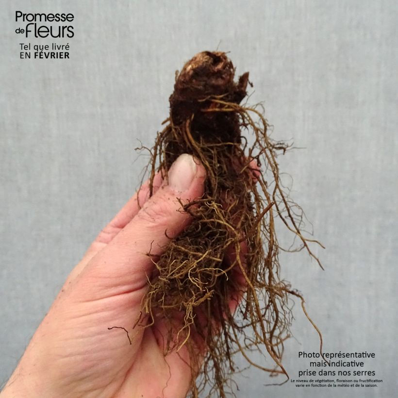 Example of Astilbe arendsii Moccachino Naakte wortel as you get in hiver