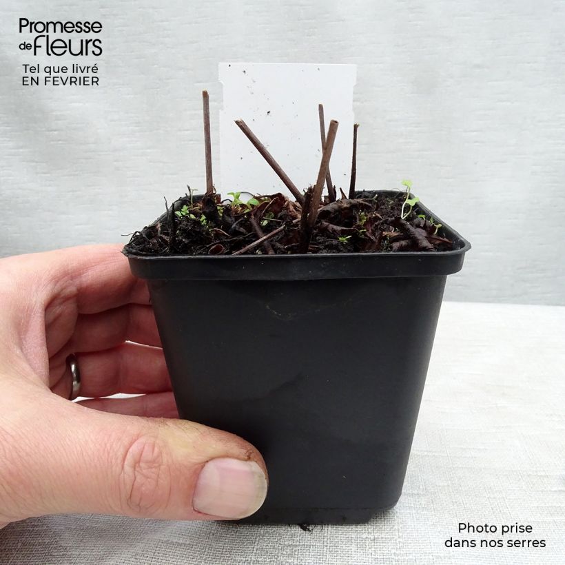 Example of Astilbe arendsii Rock and Roll Kweekpotje van 8/9 cm as you get in hiver