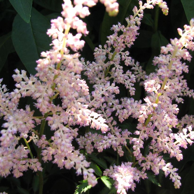 Astilbe arendsii Rosa Perle - Pluimspirea (Bloei)