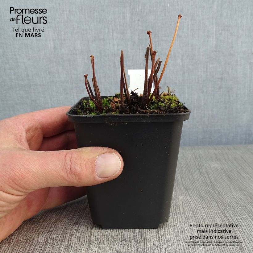 Example of Astilbe arendsii Spinell - Pluimspirea Kweekpotje van 8/9 cm as you get in hiver