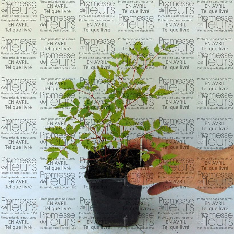 Voorbeeld van een exemplaar van Astilbe arendsii Walkure - Pluimspirea Kweekpotje van 8/9 cm zoals geleverd