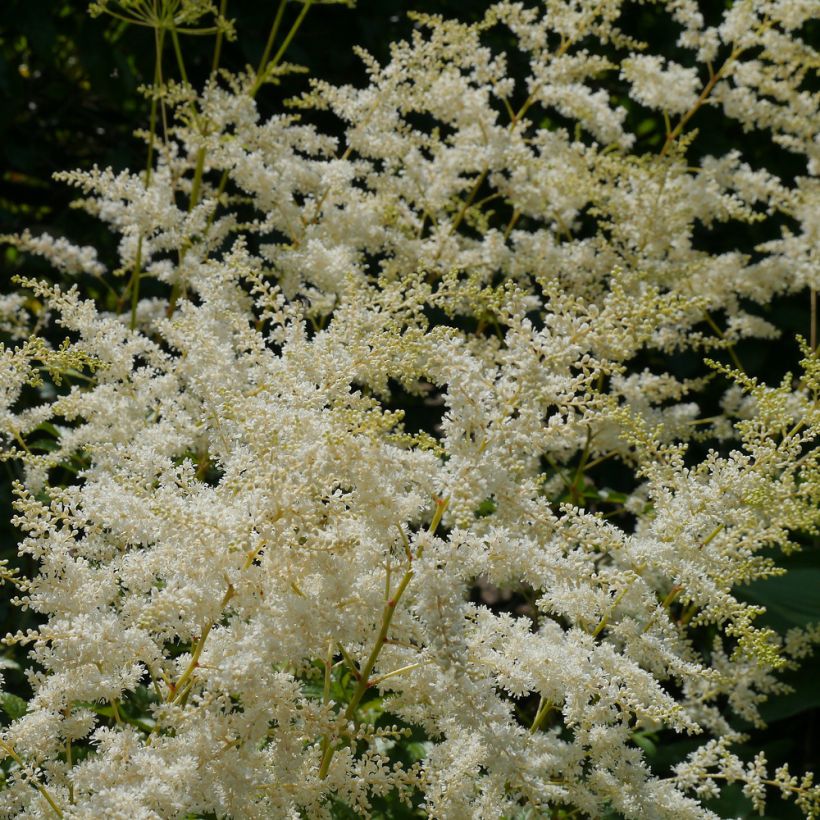 Astilbe biternata - Pluimspirea (Bloei)