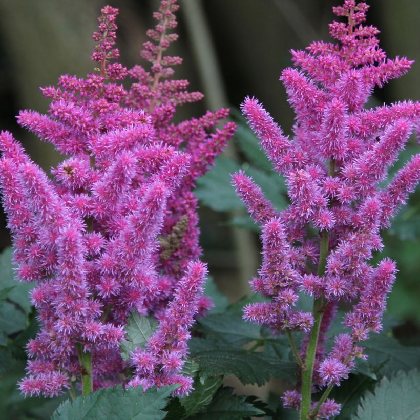 Astilbe chinensis - Pluimspirea (Bloei)