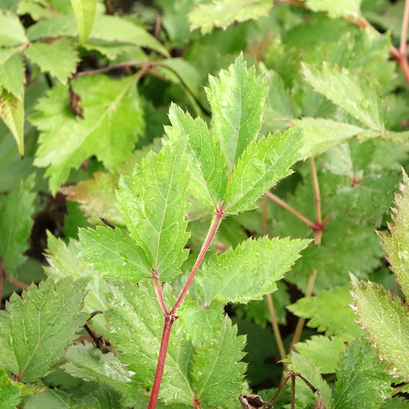 Astilbe Mighty Chocolate Cherry - Pluimspirea (Blad)