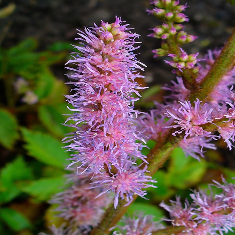 Astilbe chinensis Pumila - Pluimspirea (Flowering)