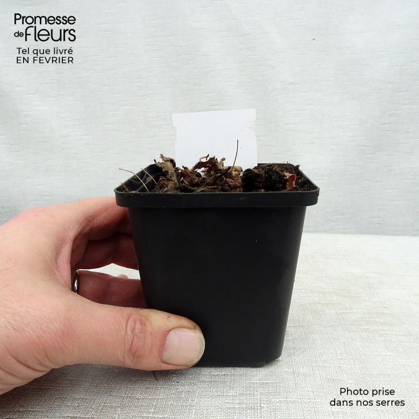 Example of Astilbe chinensis Pumila - Pluimspirea Kweekpotje van 8/9 cm as you get in hiver