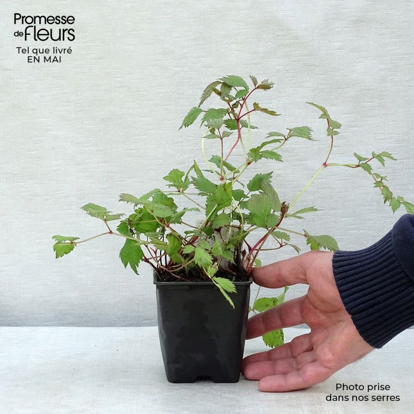 Exemplaar van Astilbe chinensis Pumila - Pluimspirea Kweekpotje van 8/9 cm zoals geleverd in de lente