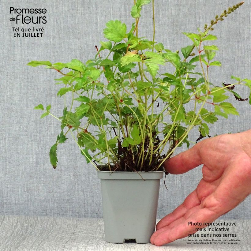 Exemplaar van Astilbe chinensis Pumila - Pluimspirea Kweekpotje van 8/9 cm zoals geleverd in de zomer