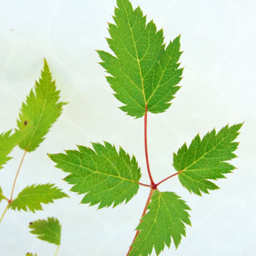 Astilbe chinensis Veronica Klose - Pluimspirea (Foliage)