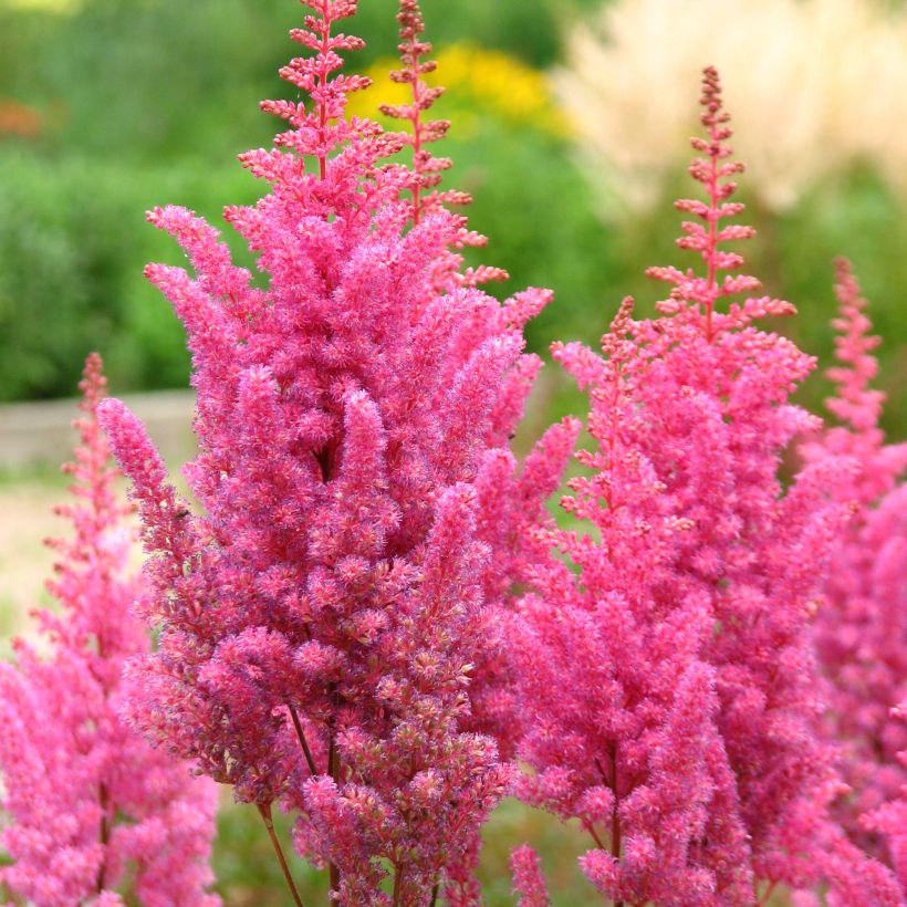 Astilbe chinensis Veronica Klose - Pluimspirea (Flowering)