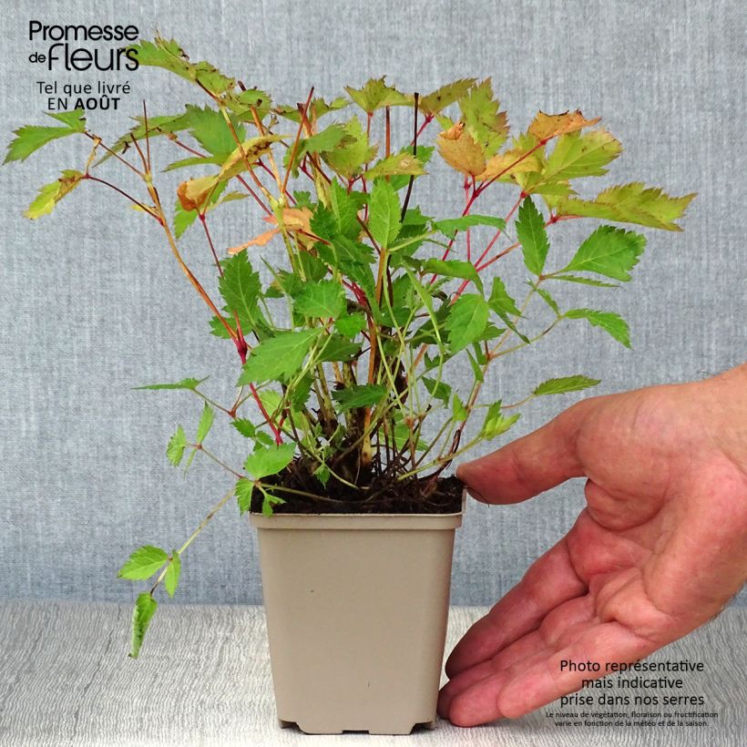Exemplaar van Astilbe chinensis Veronica Klose - Pluimspirea Kweekpotje van 8/9 cm zoals geleverd in de zomer
