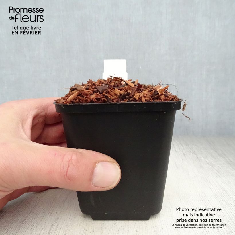 Example of Astilbe chinensis Veronica Klose Kweekpotje van 8/9 cm as you get in hiver