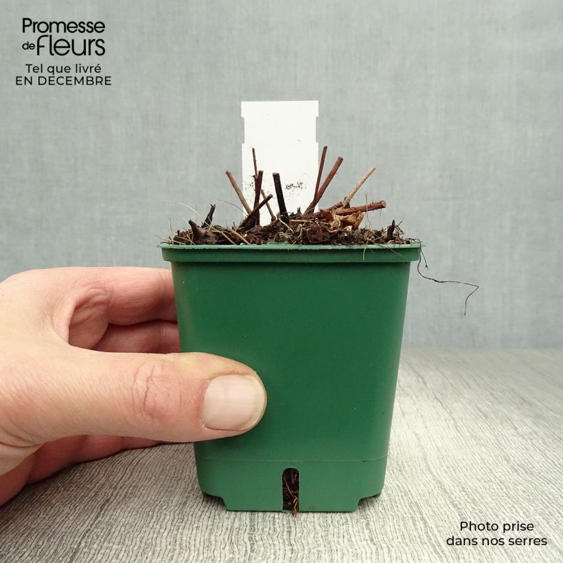 Example of Astilbe chinensis var. taquetii Superba Kweekpotje van 8/9 cm as you get in hiver