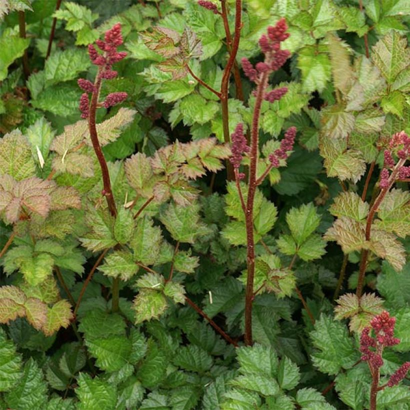 Astilbe chinensis var. taquetii Purpurlanze - Pluimspirea (Foliage)
