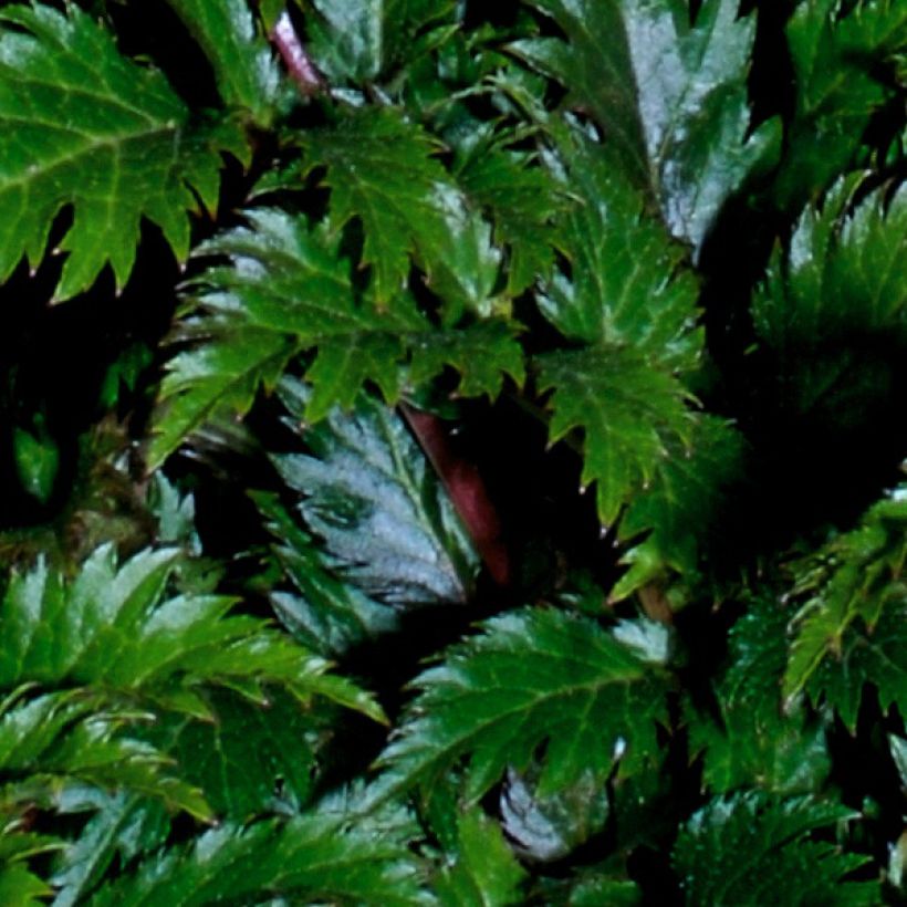 Astilbe crispa Perkeo - Pluimspirea (Foliage)
