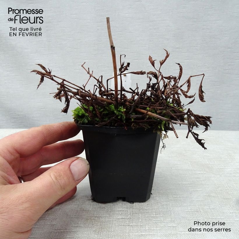 Example of Astilbe crispa Perkeo Kweekpotje van 8/9 cm as you get in hiver