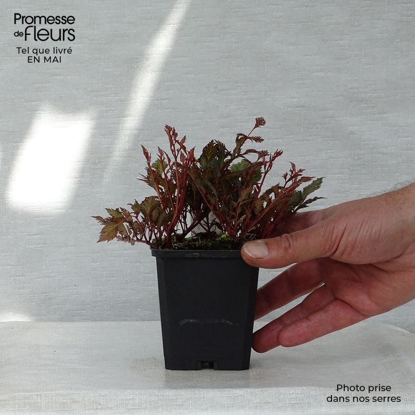 Exemplaar van Astilbe crispa Perkeo - Pluimspirea Kweekpotje van 8/9 cm zoals geleverd in de lente