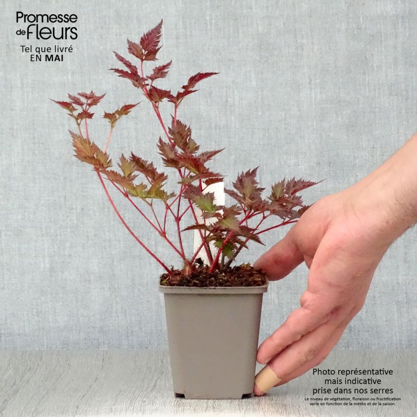 Exemplaar van Astilbe japonica Delft Lace - Pluimspirea Kweekpotje van 8/9 cm zoals geleverd in de lente