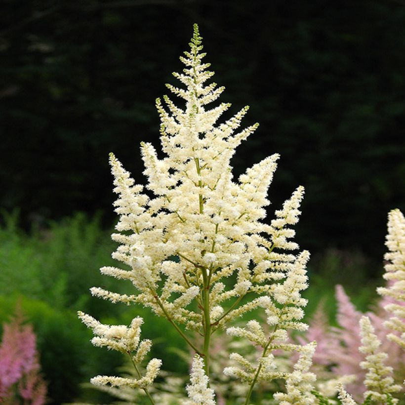Astilbe japonica Deutschland - Pluimspirea (Flowering)