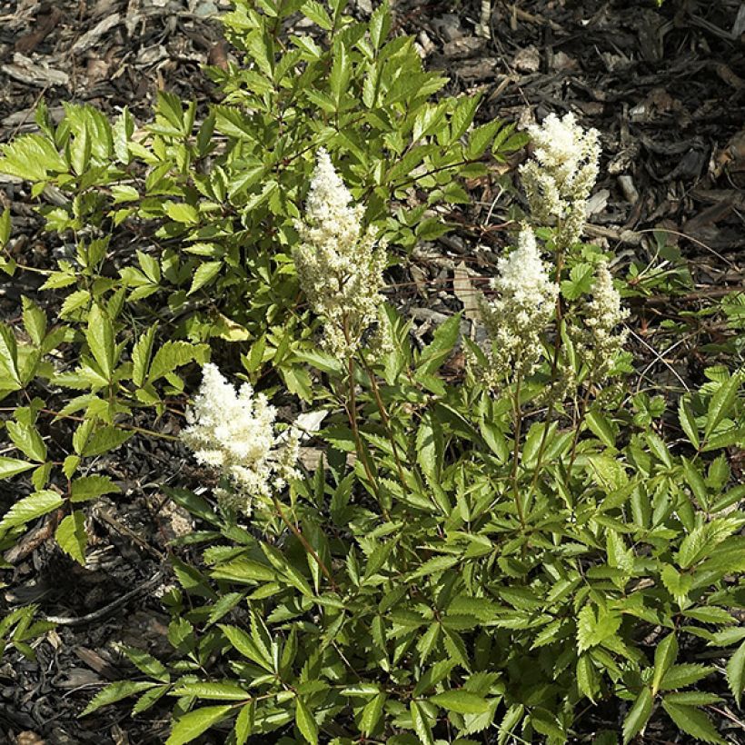 Astilbe japonica Deutschland - Pluimspirea (Plant habit)