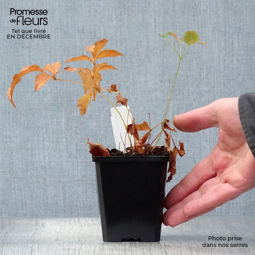 Example of Astilbe japonica Deutschland Kweekpotje van 8/9 cm as you get in hiver