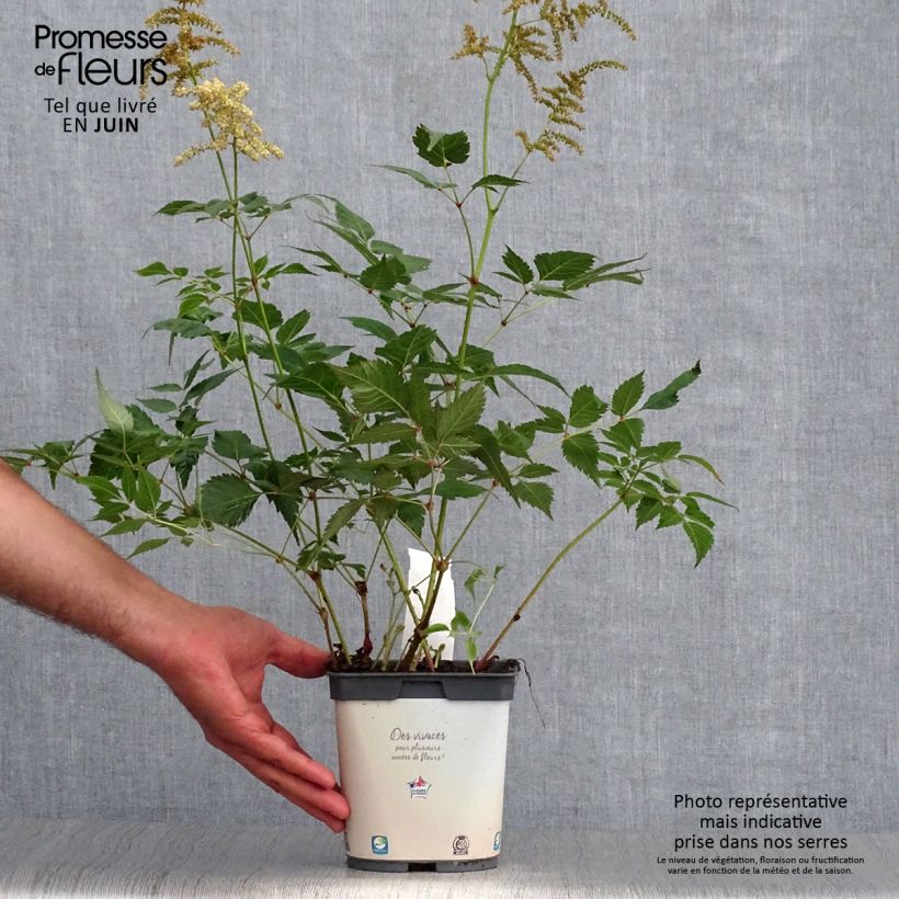 Exemplaar van Astilbe japonica Deutschland - Pluimspirea Pot van 2 l/3 l zoals geleverd in de zomer