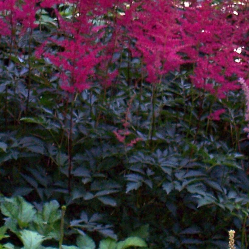 Astilbe japonica Montgomery - Pluimspirea (Foliage)