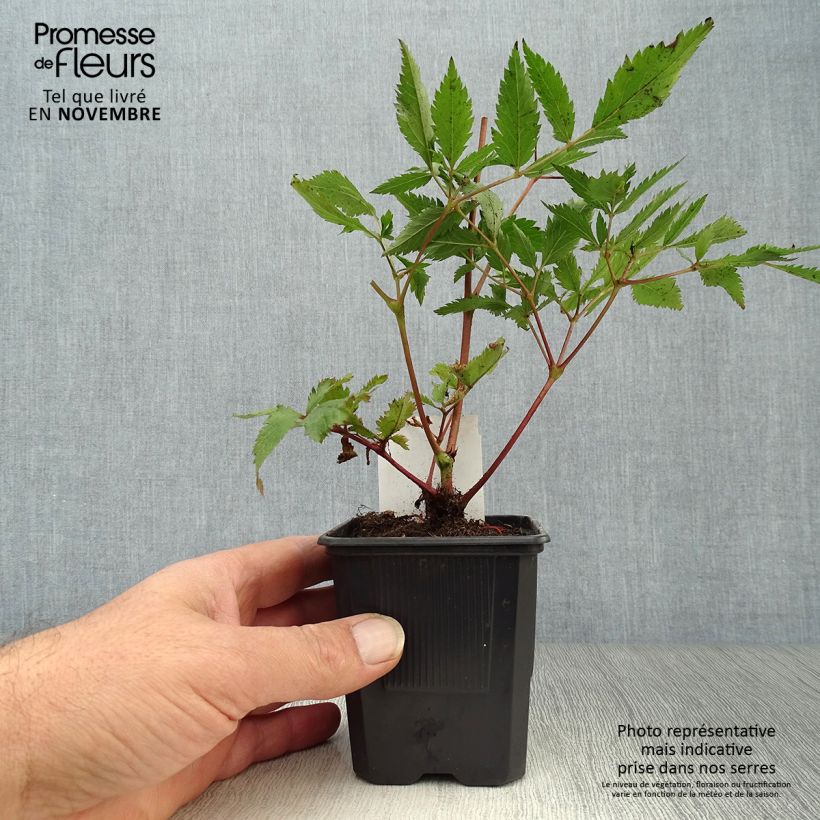 Exemplaar van Astilbe japonica Montgomery - Pluimspirea Kweekpotje van 8/9 cm zoals geleverd in de herfst
