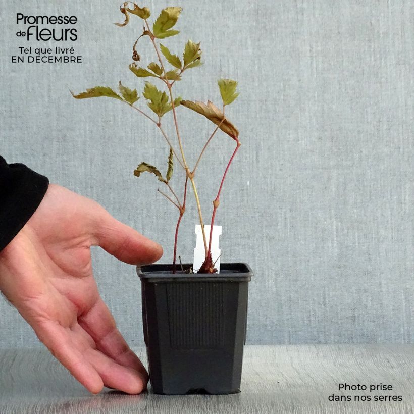 Example of Astilbe japonica Montgomery - Pluimspirea Kweekpotje van 8/9 cm as you get in hiver