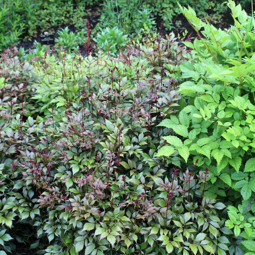 Astilbe japonica Montgomery - Pluimspirea (Groeiplaats)