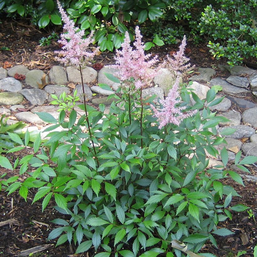 Astilbe japonica Peach Blossom - Pluimspirea (Plant habit)