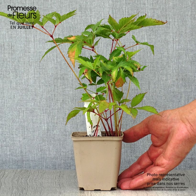 Exemplaar van Astilbe japonica Peach Blossom - Pluimspirea Kweekpotje van 8/9 cm zoals geleverd in de zomer